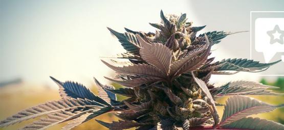 Wedding Cake: Recension och information om cannabissorten