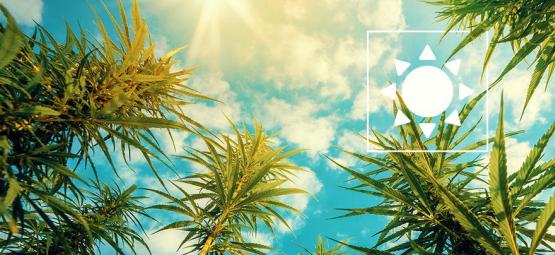 Hur mycket solljus behöver cannabisplantor utomhus?