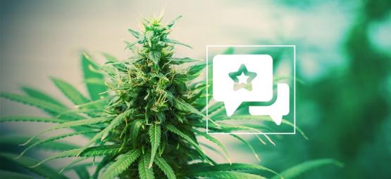 Tangerine Dream: Recension och information om cannabissorten