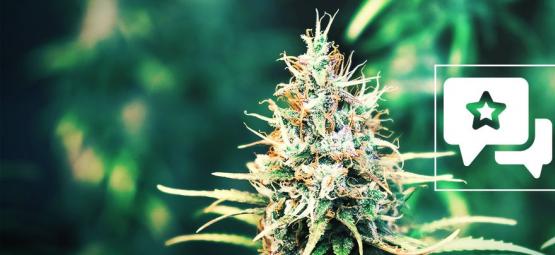 Cookies Kush: Recension och information om cannabissorten