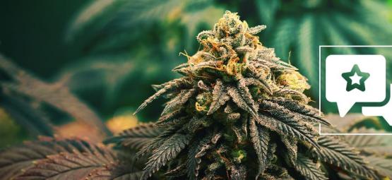 GG4: Recension och information om cannabissorten