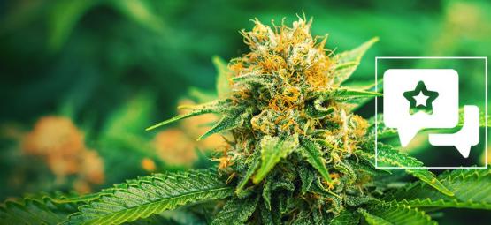 Mango Haze: Recension och information om cannabissorten