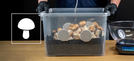 Så bygger du en monotub för svampodling