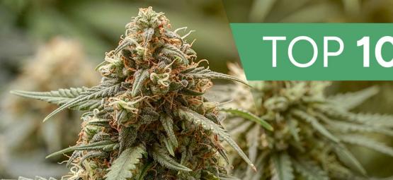 Topp 10 haze-cannabissorter