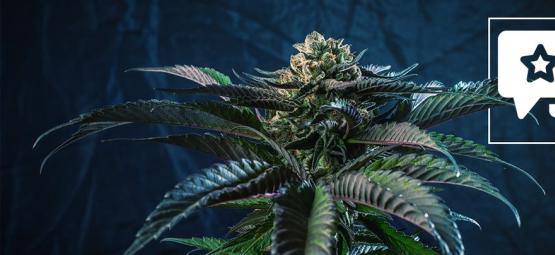 Silver Haze: Recension och information om cannabissorten