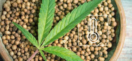 De bästa utomhus cannabisfrön per klimat i Europa