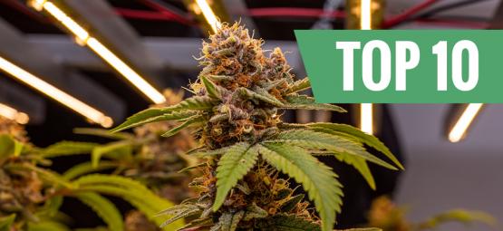 Topp 10 högvuxna cannabissorter
