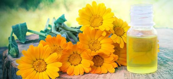 Så gör du ringblommeextrakt och så använder du det