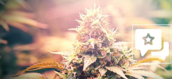 Candy Kush: Recension och information om cannabissorten