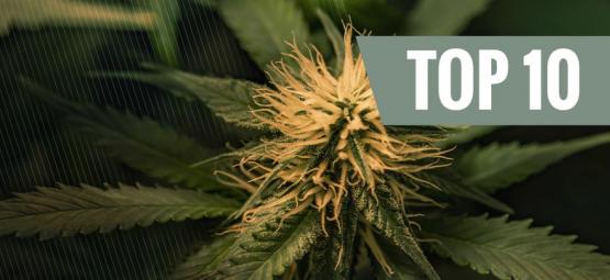 Topp 10 Cheese-cannabissorter