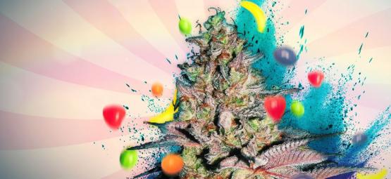 Runtz Auto: Recension och information om cannabissorten
