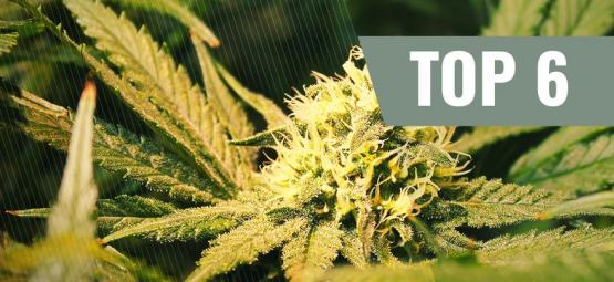 Topp 6 THCV-cannabissorter