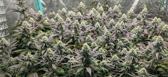 Topp 10 högavkastande feminiserade cannabissorter