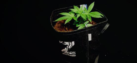 Fördelarna med tygkrukor vid odling av cannabis