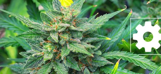 Är Autoflower-cannabissorter mindre potenta än andra?