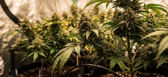 Topp 10 högavkastande feminiserade cannabissorter