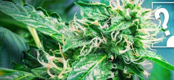 Bör nybörjare börja med Autoflower cannabissorter?