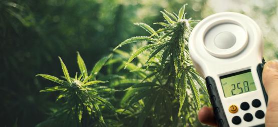 Så ökar du din cannabisavkastning med en luxmätare