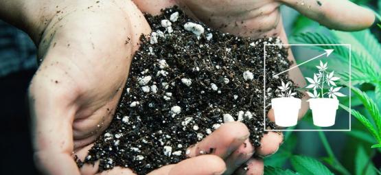 Så gör du den bästa jordblandningen för att odla cannabis