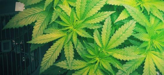 Varför du bör använda en luftfuktare när du odlar cannabis