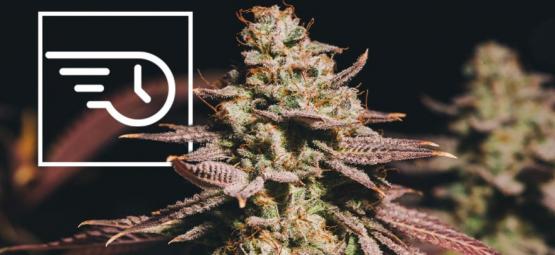 Vad är snabbblommande cannabis?