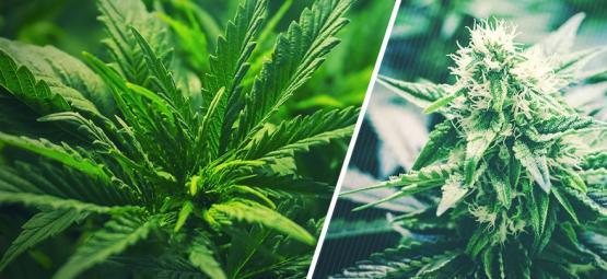 När du ska byta cannabis från vegetativ fas till blomningsfas