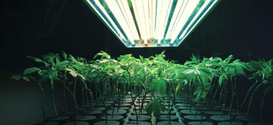 Vad är ett inert odlingsmedium vid cannabisodling