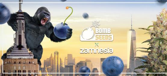 Zamnesia x Bomb Seeds: Bomberry Glue Auto (begränsad upplaga)