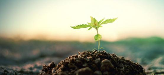 Så gör du din egen kompost för att odla cannabis