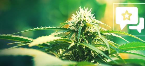 Super Lemon Haze: Recension och information om cannabissorten