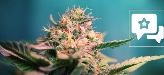 AK-47: Recension och information om cannabissorten
