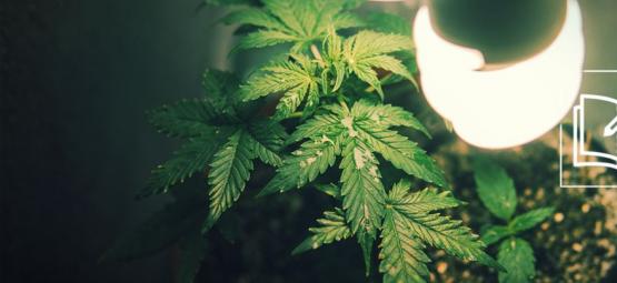 Allt du behöver veta om mikrodyrkning av cannabis