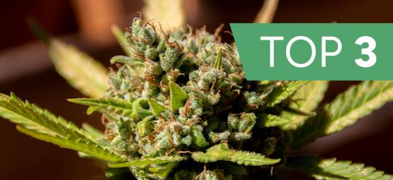 Topp 3 cannabissorter efter terpener