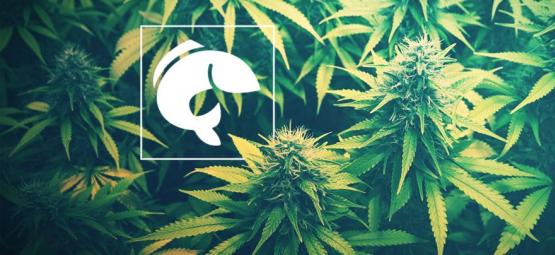 Guide: Så använder du akvaponik för att odla cannabis