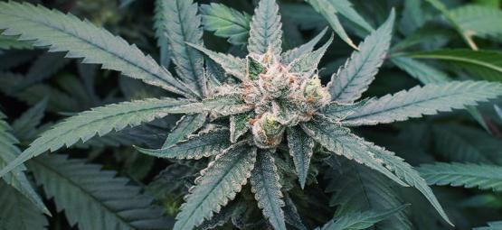 7 faktorer som kan påverka cannabisens blomning