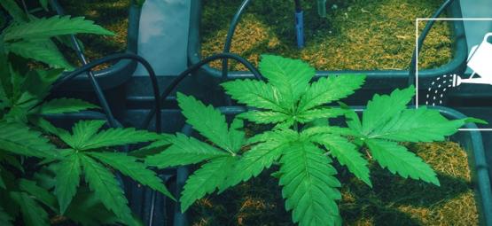 Så vattnar du cannabisplantor när du inte är hemma