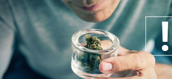 Så känner du igen föroreningar i cannabisblommor