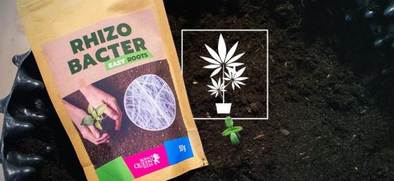 Hur rhizobakterier kan främja cannabistillväxt