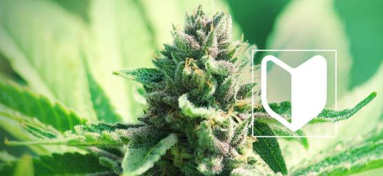 Vad behöver du för att börja odla cannabis?