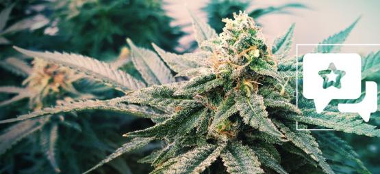 Sunset Sherbet Automatic: Recension och information om cannabissorten