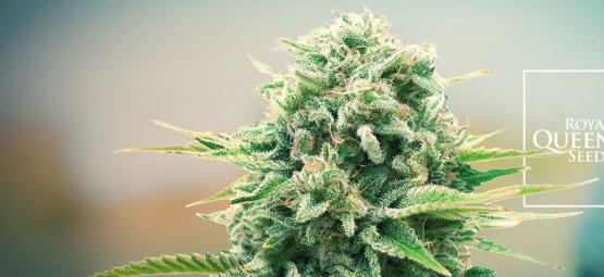 Nya cannabissorter från Royal Queen Seeds höjer ribban 2026