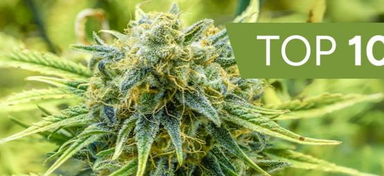 Topp 10 snabbaste autoflower frön 2026