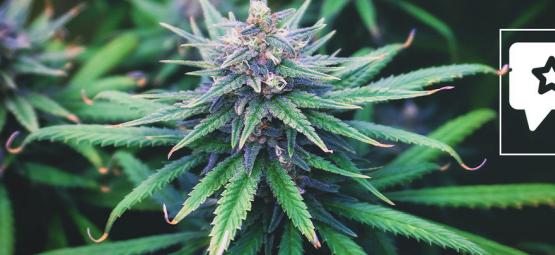Do-Si-Dos Automatic: Recension och information om cannabissorten