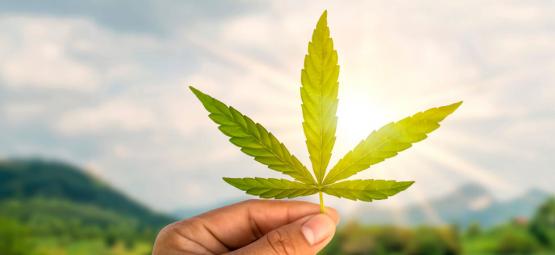 Karriärer inom cannabisbranschen förklarade