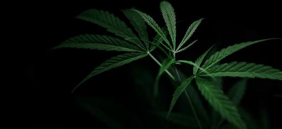 Så styr du cannabisens blomning med ljusdeprivation