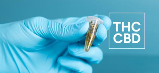 Så testar du THC- och CBD-nivåerna i cannabisprodukter