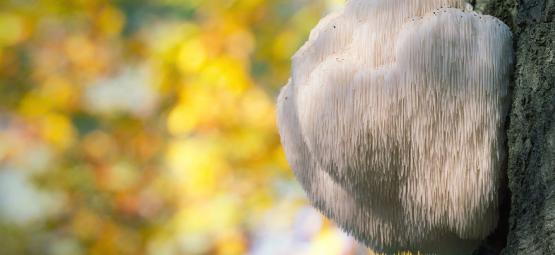 Vad är Lion’s mane-svamp?