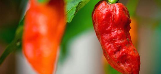 Ghost pepper (bhut jolokia): Så odlar och använder du den