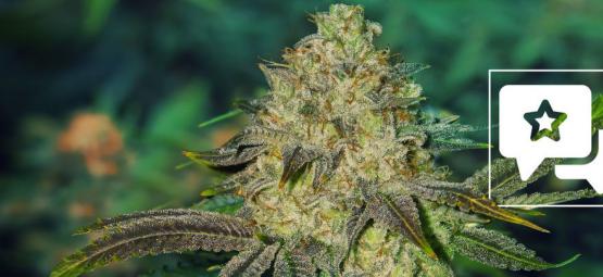 Watermelon Candy: Sortrecension och information