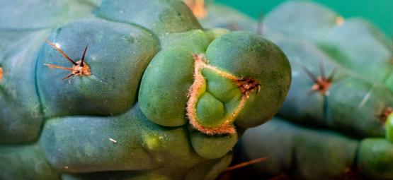 Echinopsis Zamnesiana — Vår exklusiva meskalinkaktus